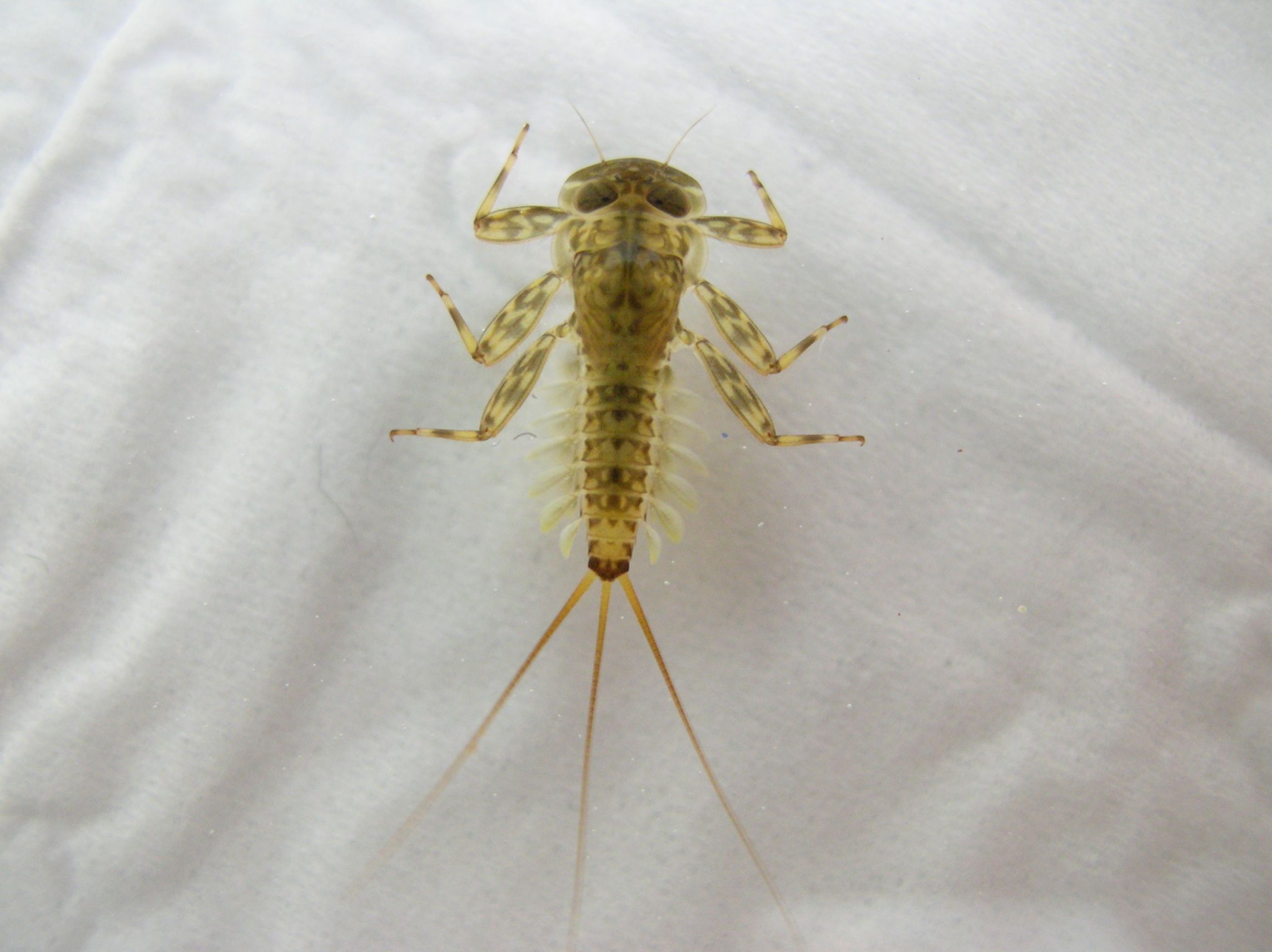 ecdyonurus.jpg