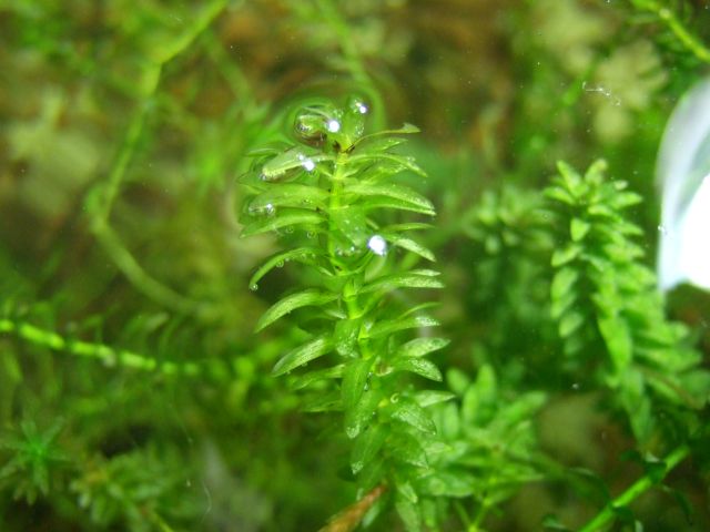 elodea_640.jpg