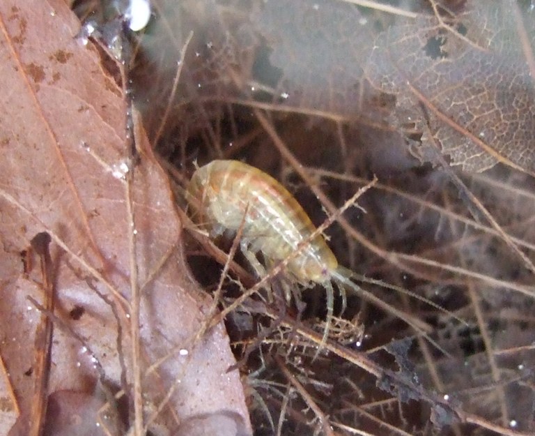 gammarus1.jpg