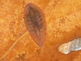 Der Schneckenegel Glossiphonia, ein Ringelwurm