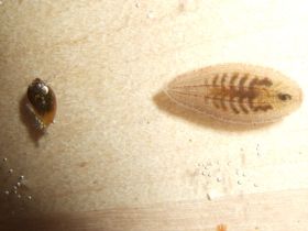 Schneckenegel Glossiphonia sp. verfolgt eine Schnecke.