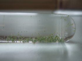 Hydra viridissima im Reagenzglas
