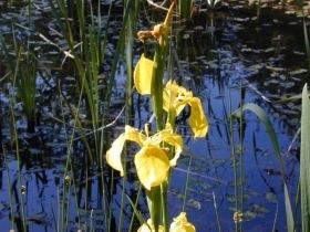 iris_pseudacorus_280.jpg