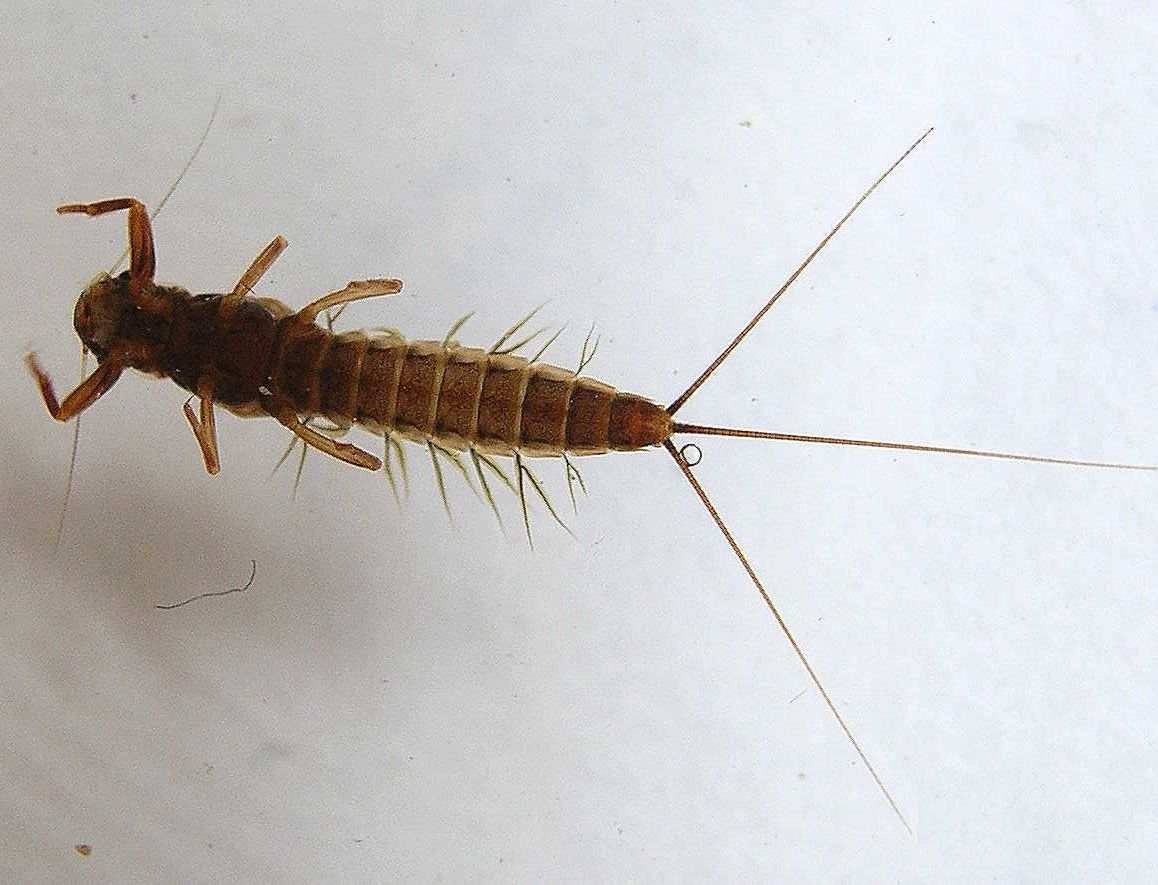 leptophlebiidae.jpg