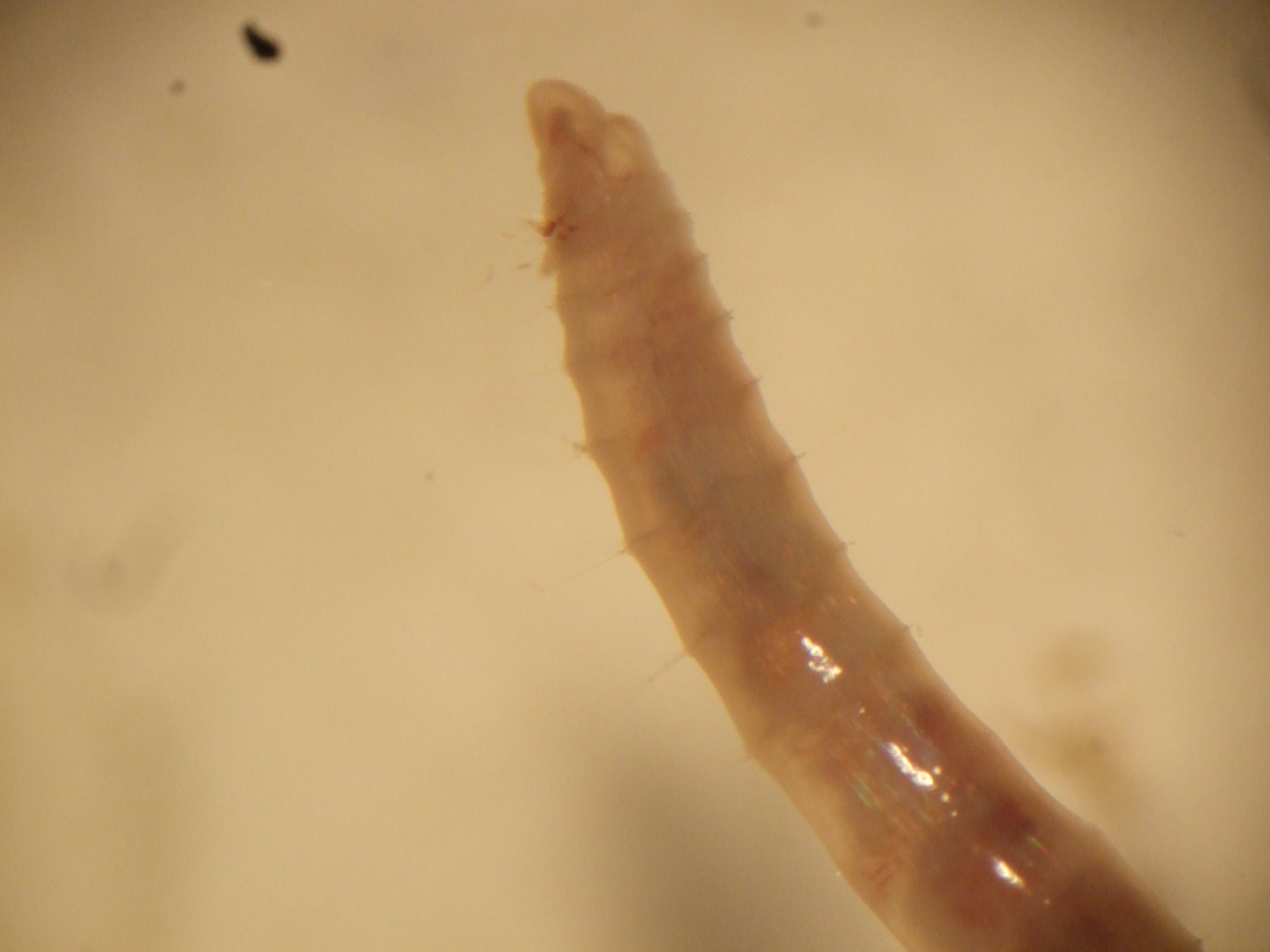 lumbriculus_variegatus3.jpg