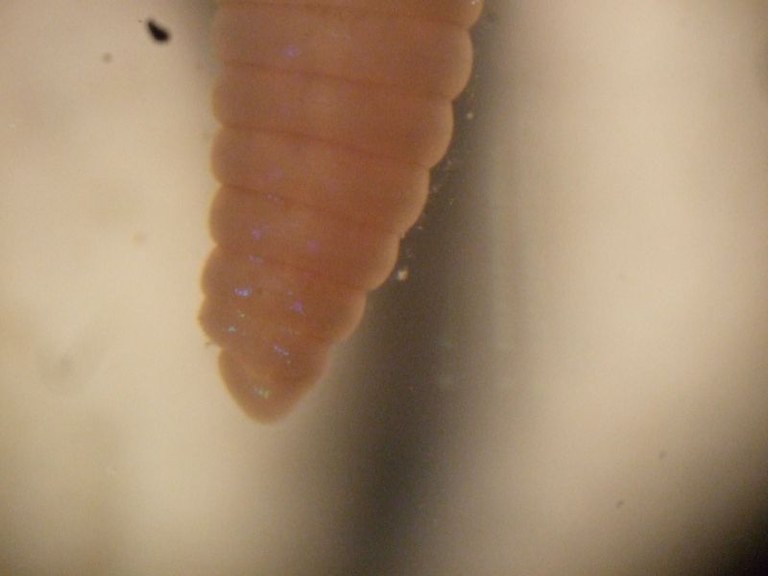 lumbriculus_variegatus4_800.jpg