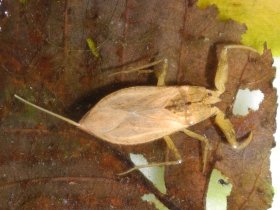 Der Wasserskorpion, eine Wanze