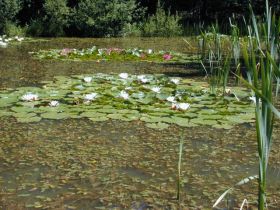 Besonnter Weiher auf einer Waldlichtung