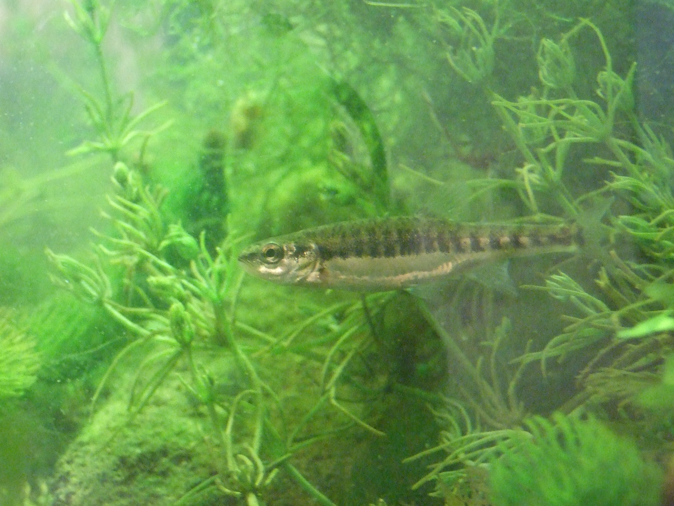 phoxinus_phoxinus6_1_4_7.jpg — Landesbildungsserver BadenWürttemberg