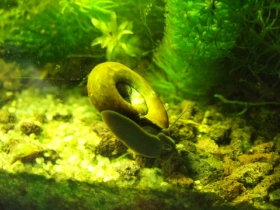 Posthornschnecke