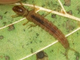 Köcherlose Larve einer Köcherfliege (Plectrocnemia sp.)