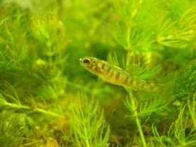 Bachforelle Salmo trutta