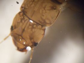 Kopf einer Schlammfliegenlarve