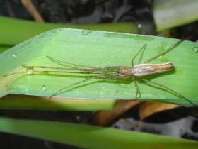 Die Streckerspinne (Tetragnatha montana)