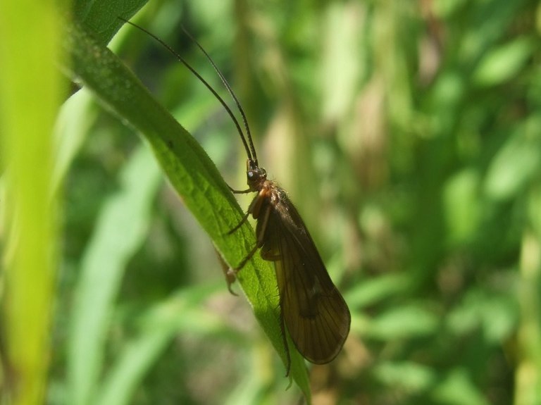 trichoptera_adult_1024.jpg