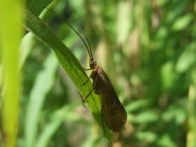 trichoptera_adult_280.jpg