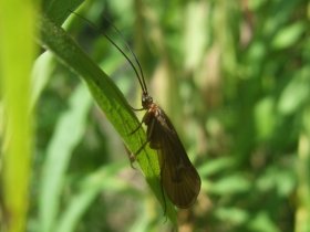 trichoptera_adult_280.jpg