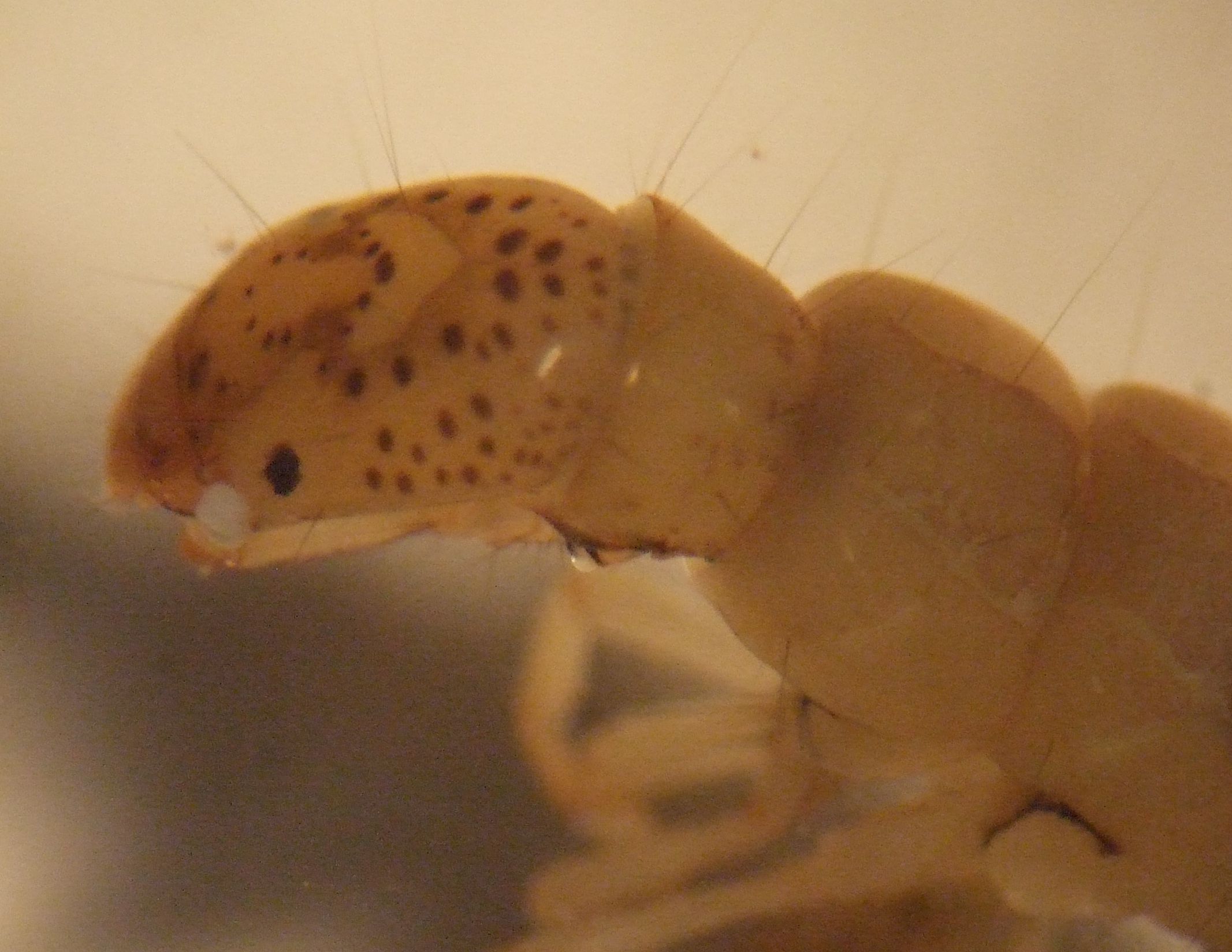 trichoptera_sp..jpg