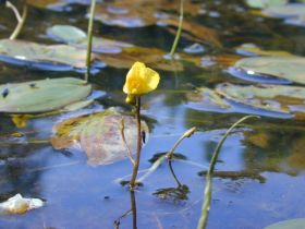 Blüte des Wasserschlauchs