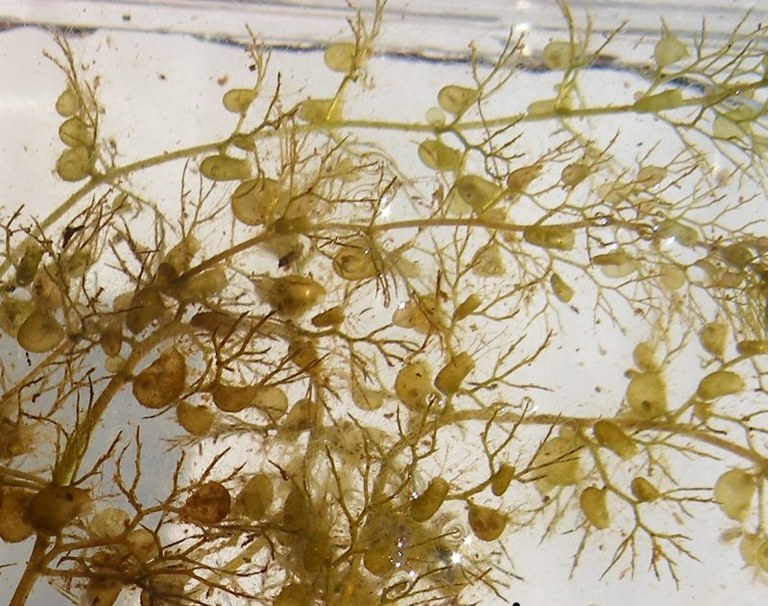 utricularia_vulgaris2_800.jpg