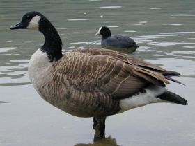 Kanadagans (Branta canadensis)