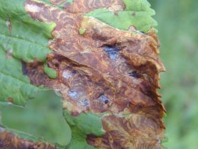 cameraria_ohridella_280.jpg