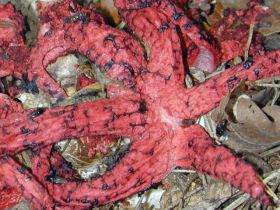 Der Tintenfischpilz (Clathrus archeri), ein Neophyt