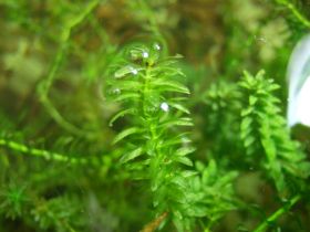 Kanadische Wasserpest (Elodea canadensis)