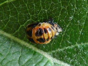 Puppe des asiatischen Marienkäfers (Harmonia axyridis)