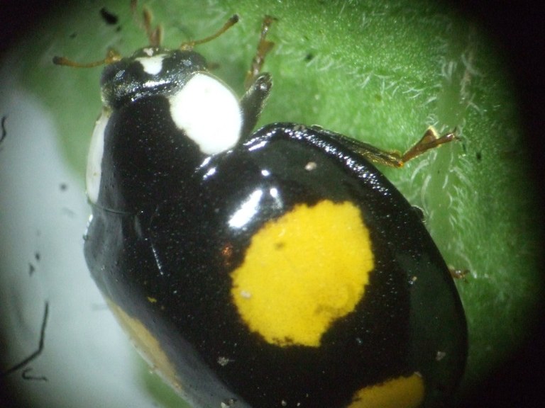 harmonia_axyridis_1024.jpg