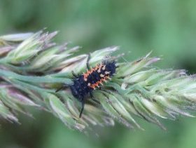 Larve des asiatischen Marienkäfers (Harmonia axyridis)