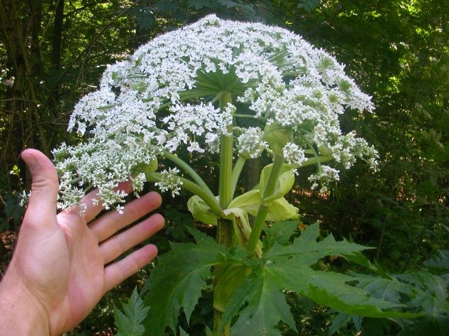 heracleum_mantegazzianum.jpg