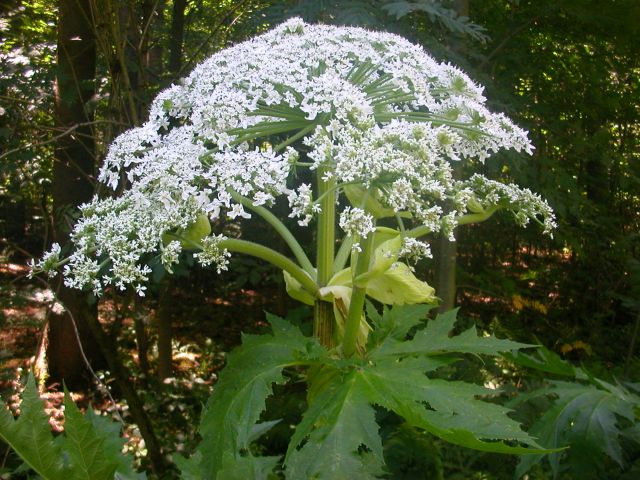 heracleum_mantegazzianum1.jpg