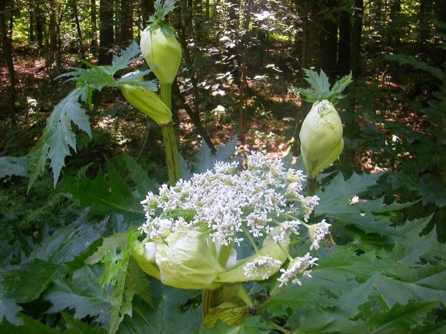 heracleum_mantegazzianum2.jpg