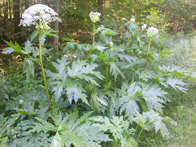 heracleum_mantegazzianum3.jpg