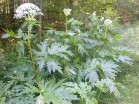 Riesen-Bärenklau (Heracleum mantegazzianum)