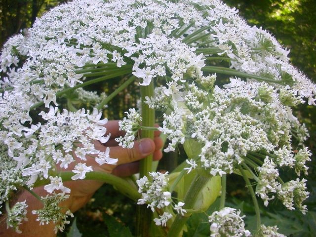 heracleum_mantegazzianum4.jpg