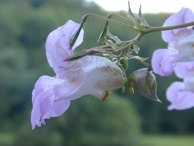 impatiens_glanduliflora.jpg