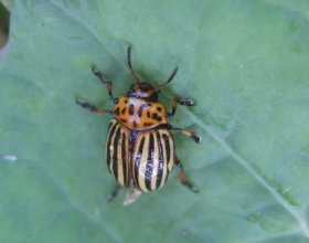 Kartoffelkäfer Leptinotarsa decemlineata