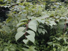 Japanischer Staudenknöterich (Reynoutria japonica), ein Neophyt