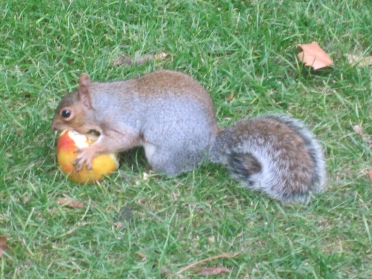 sciurus_carolinensis_1024.jpg