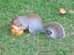 Grauhörnchen (Sciurus carolinensis)