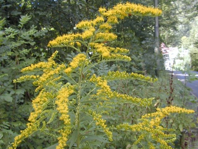 solidago_canadensis.jpg