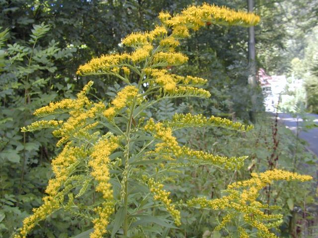 solidago_canadensis.jpg