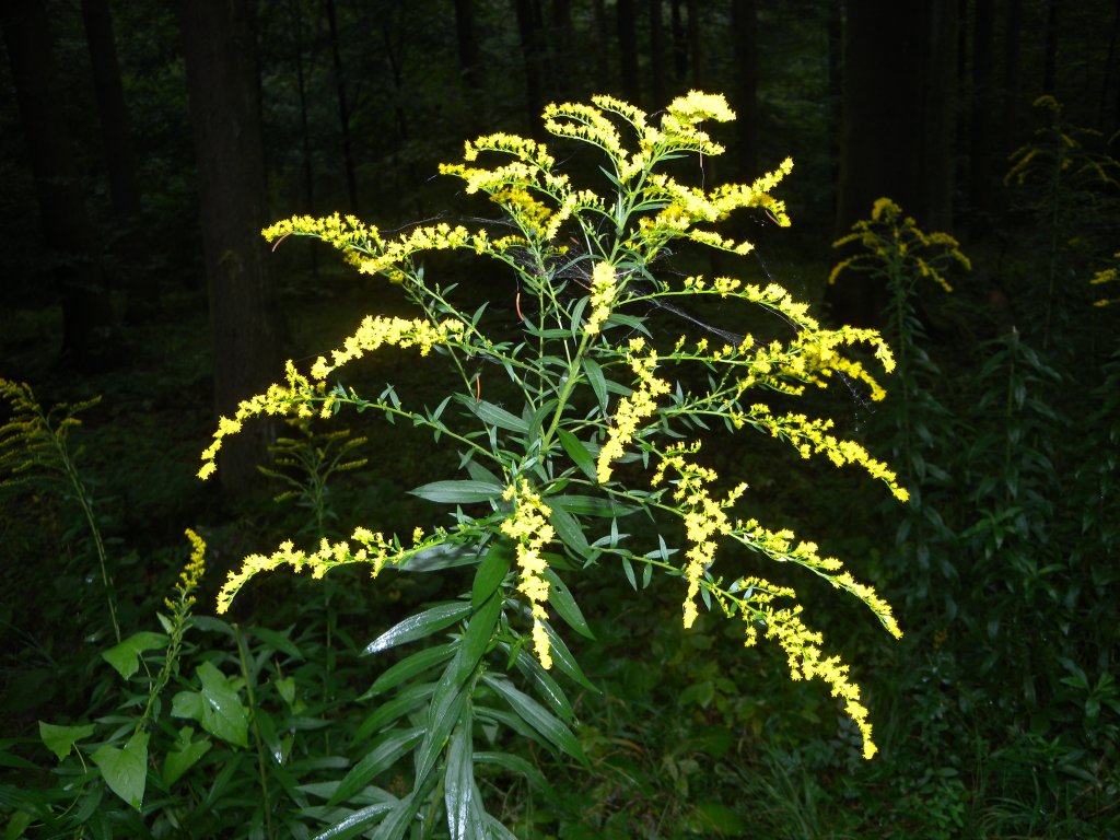 solidago_canadensis11_1024.jpg