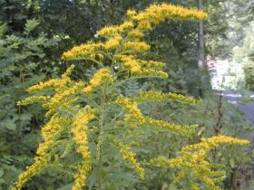 Kanadische Goldrute (Solidago canadensis)