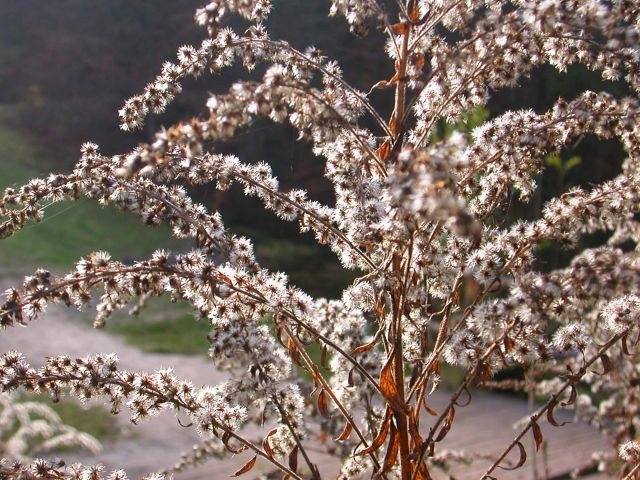 solidago_canadensis_samen.jpg
