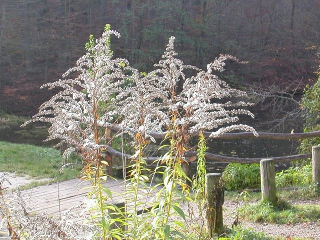 solidago_canadensis_samen1.jpg