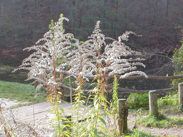 solidago_canadensis_samen1.jpg