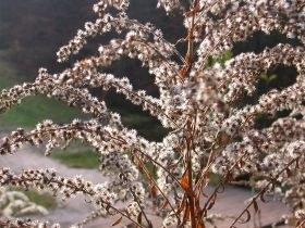 solidago_canadensis_samen_280.jpg